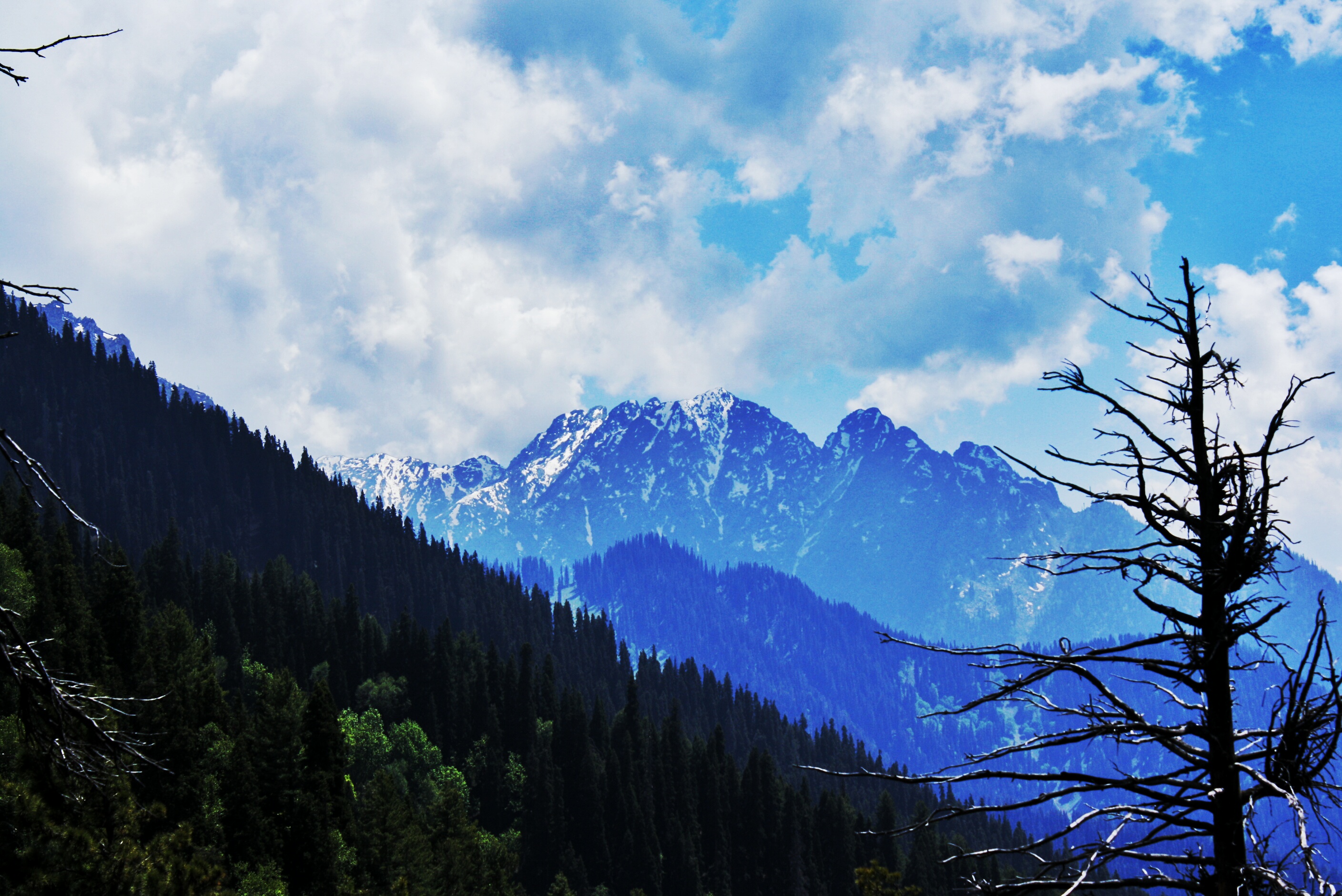 Tulian valley - first phase of pahalgham to leh (kashmir)