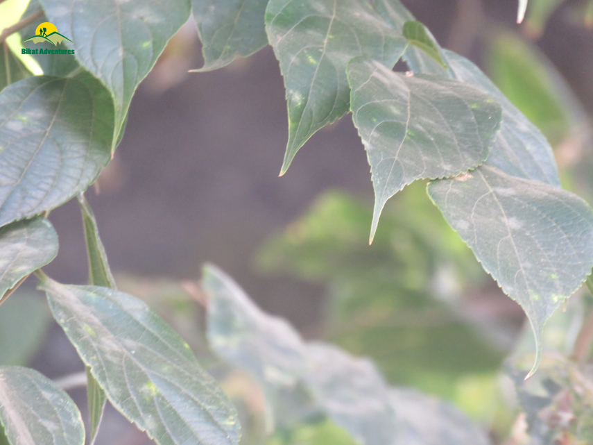 Flora of Nag Tibba Trek