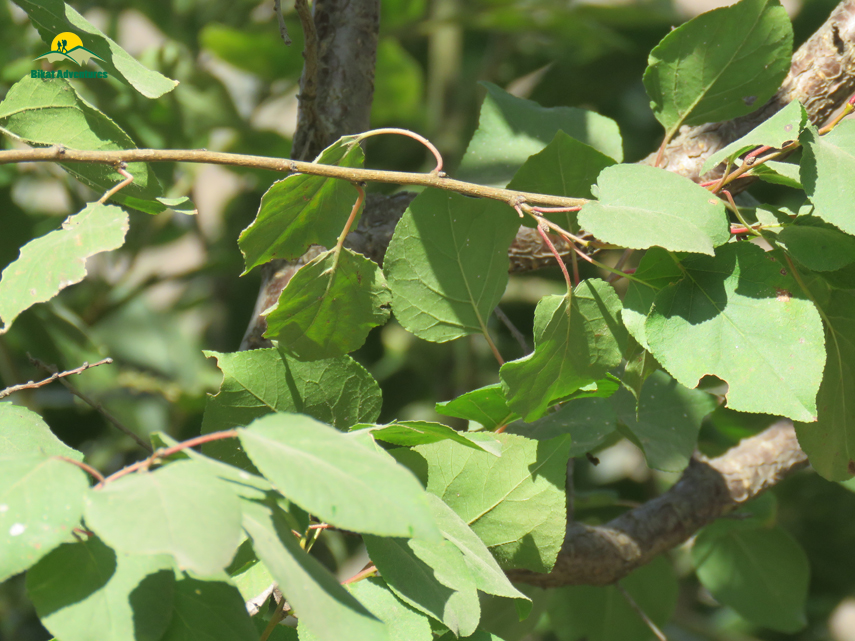 Flora of Nag Tibba Trek