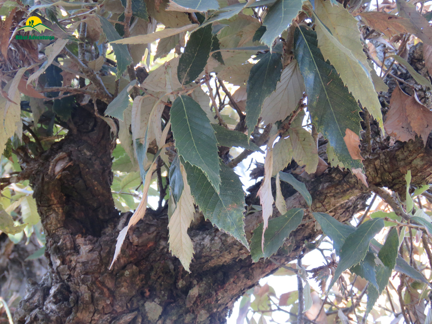 Flora of Nag Tibba Trek