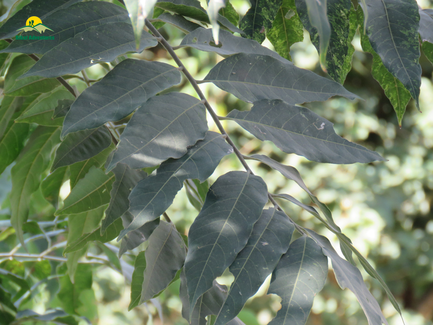 Flora of Nag Tibba Trek