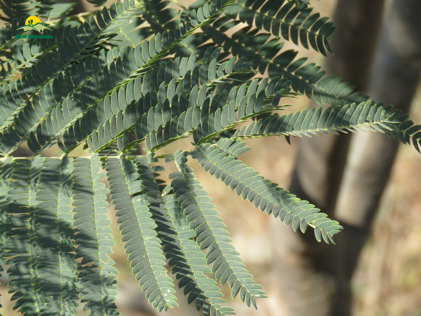 Flora of Nag Tibba Trek