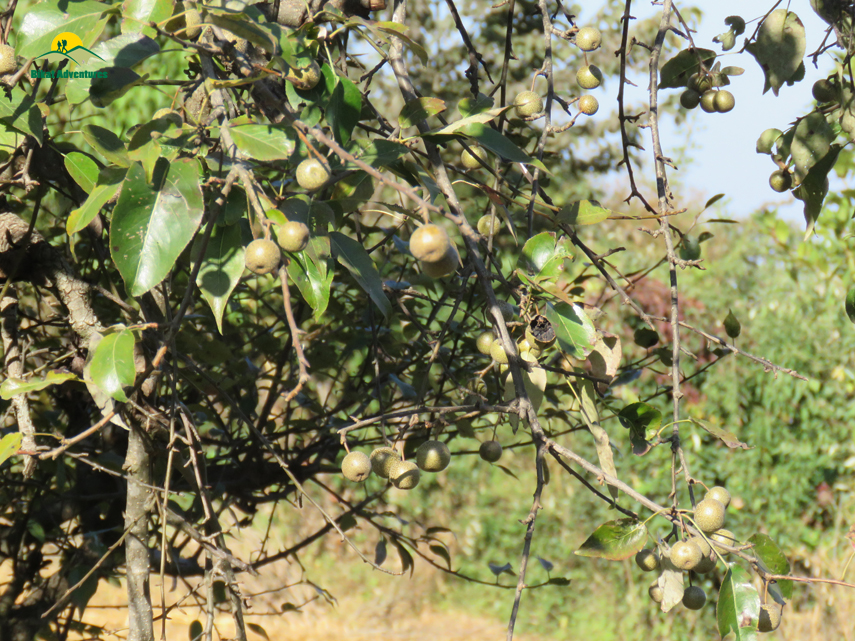 Flora of Nag Tibba Trek