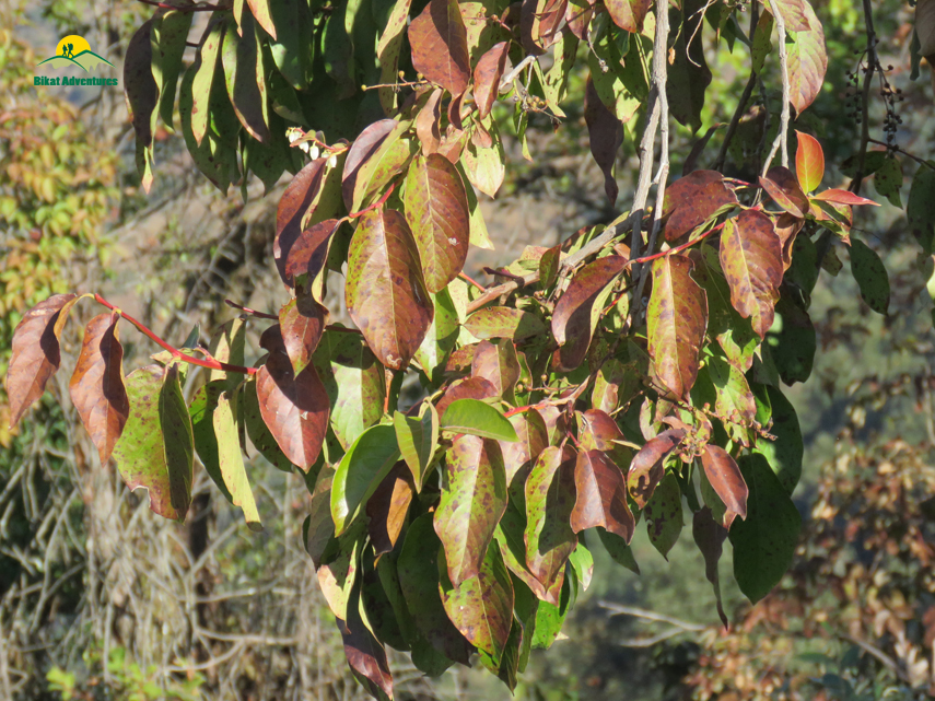 Flora of Nag Tibba Trek