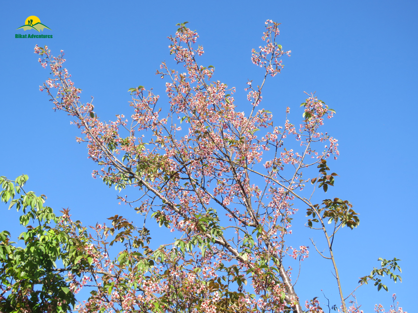 Flora of Nag Tibba Trek