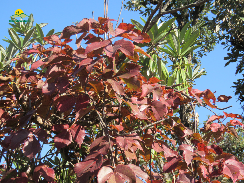 Flora of Nag Tibba Trek