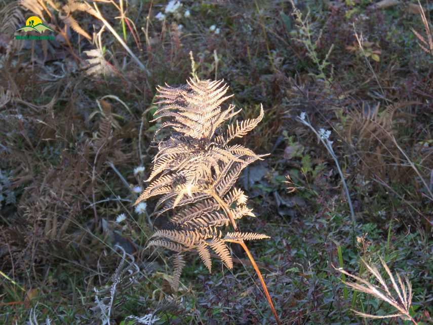 Flora of Nag Tibba Trek