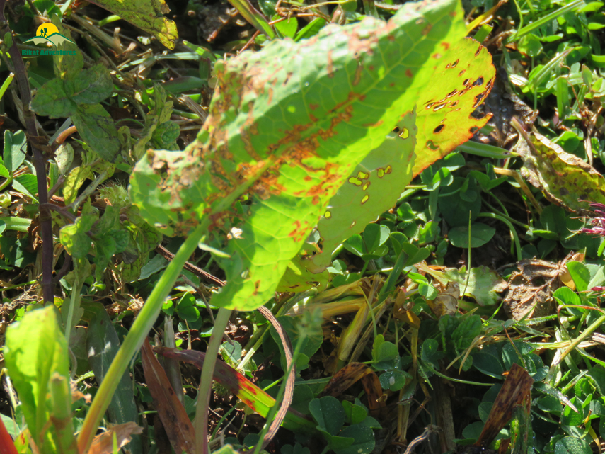 Flora of Nag Tibba Trek