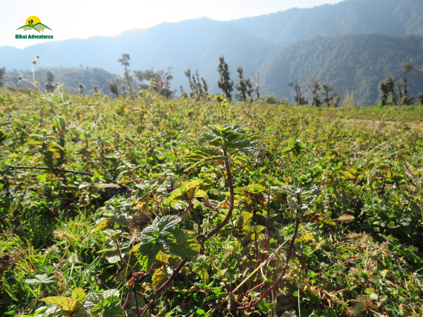 Flora of Nag Tibba Trek