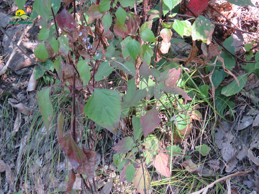 Flora of Nag Tibba Trek