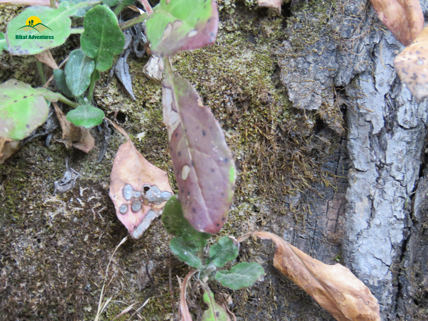 Flora of Nag Tibba Trek