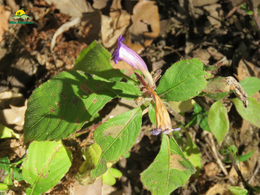 Flora of Nag Tibba Trek