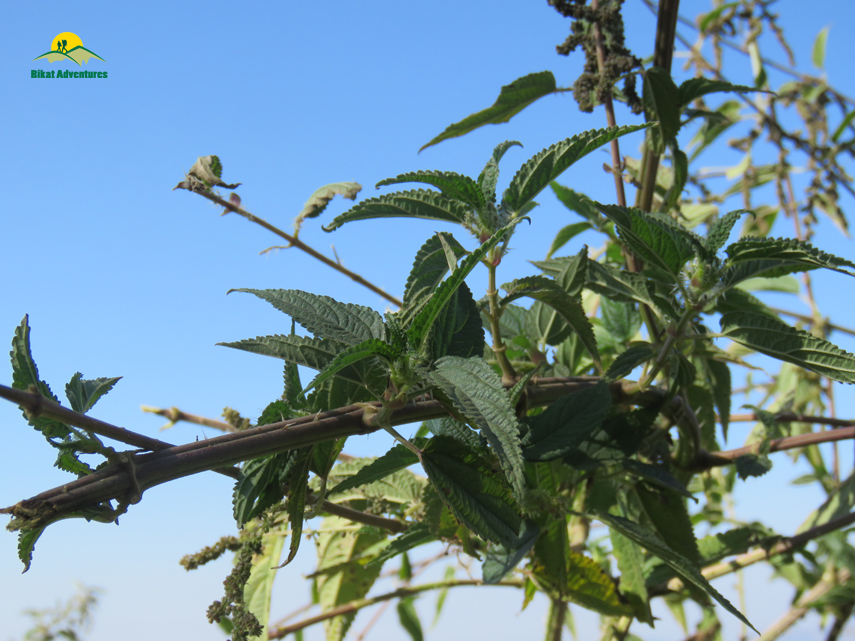 Flora of Nag Tibba Trek