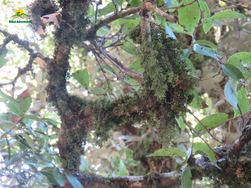 Flora of Nag Tibba Trek
