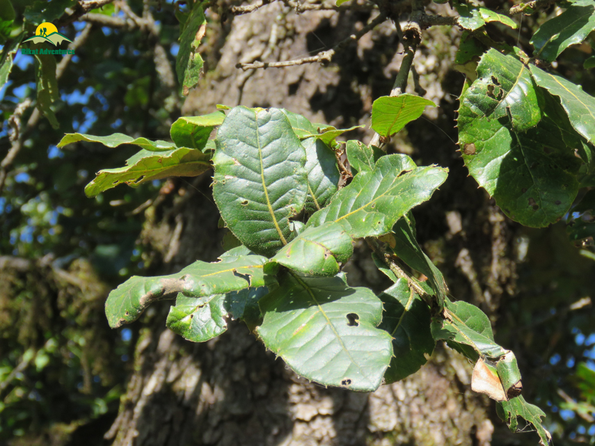 Flora of Nag Tibba Trek