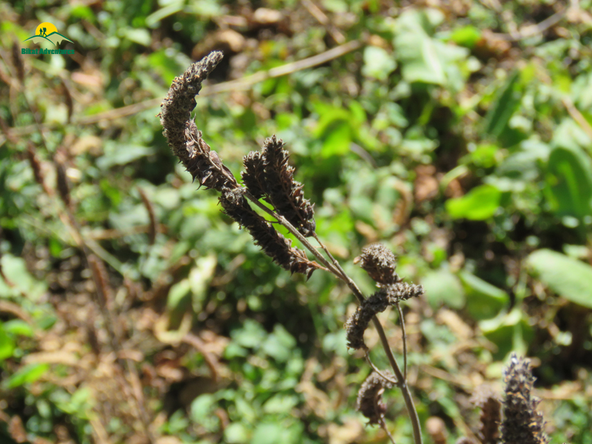 Flora of Nag Tibba Trek