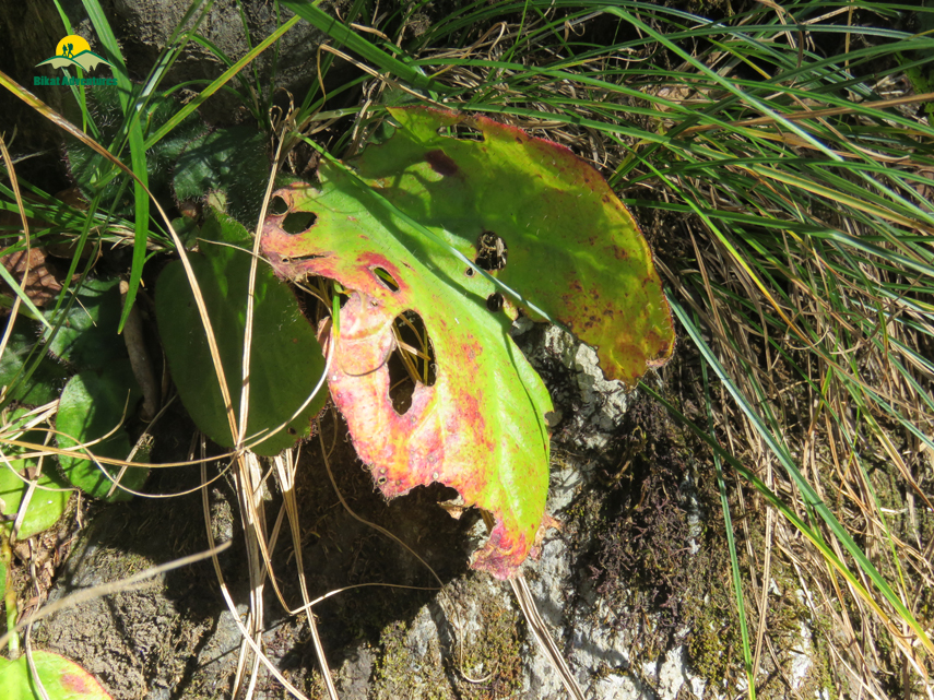 Flora of Nag Tibba Trek