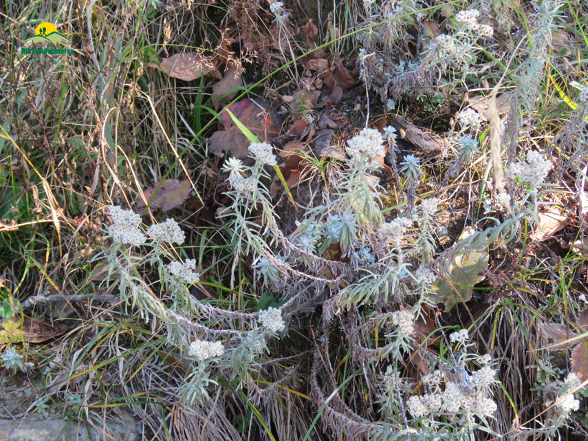 Flora of Nag Tibba Trek