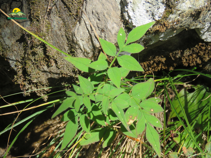 Flora of Nag Tibba Trek