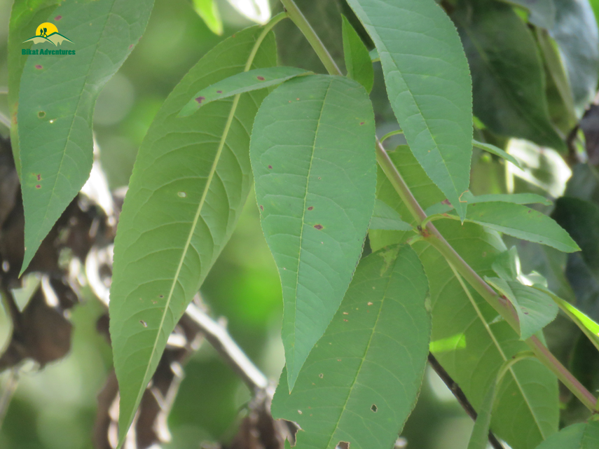 Flora of Nag Tibba Trek