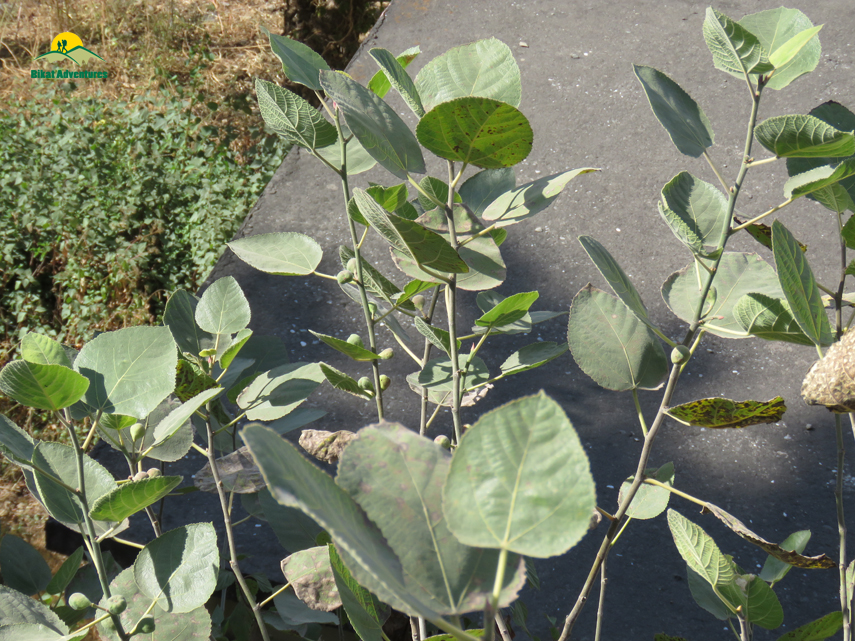 Flora of Nag Tibba Trek