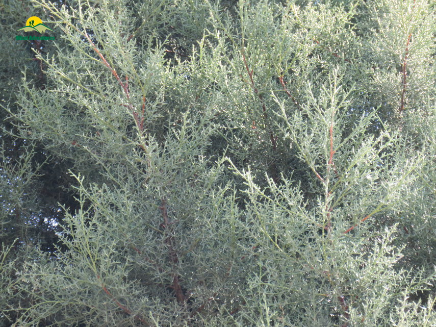 Flora of Nag Tibba Trek