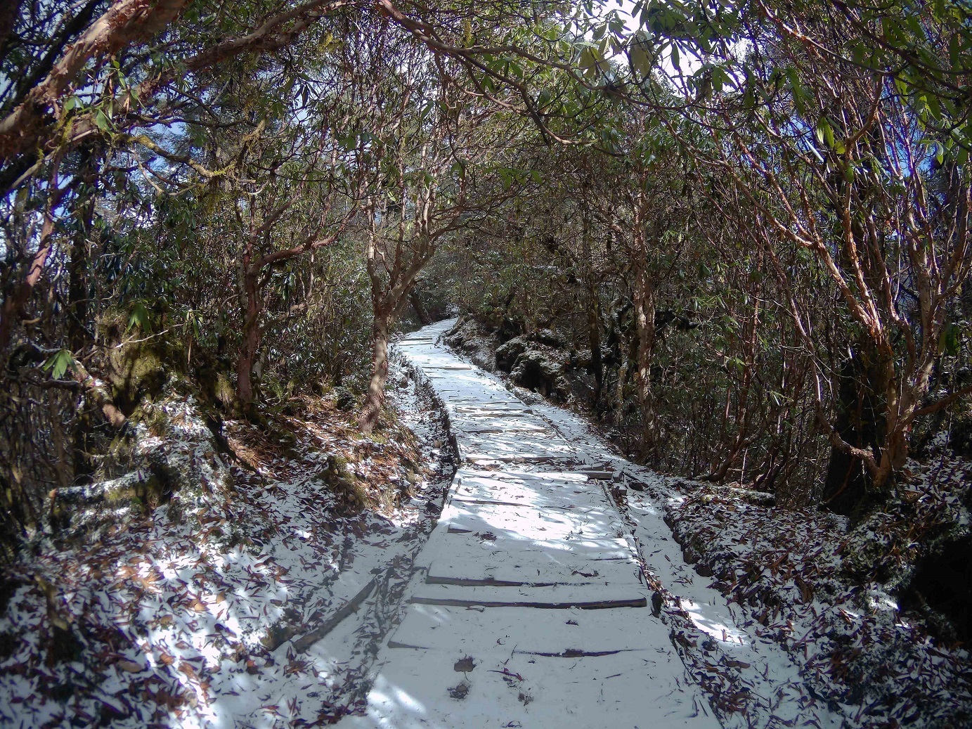 Goecha La - On the foothills of Mt. Kanchenjunga