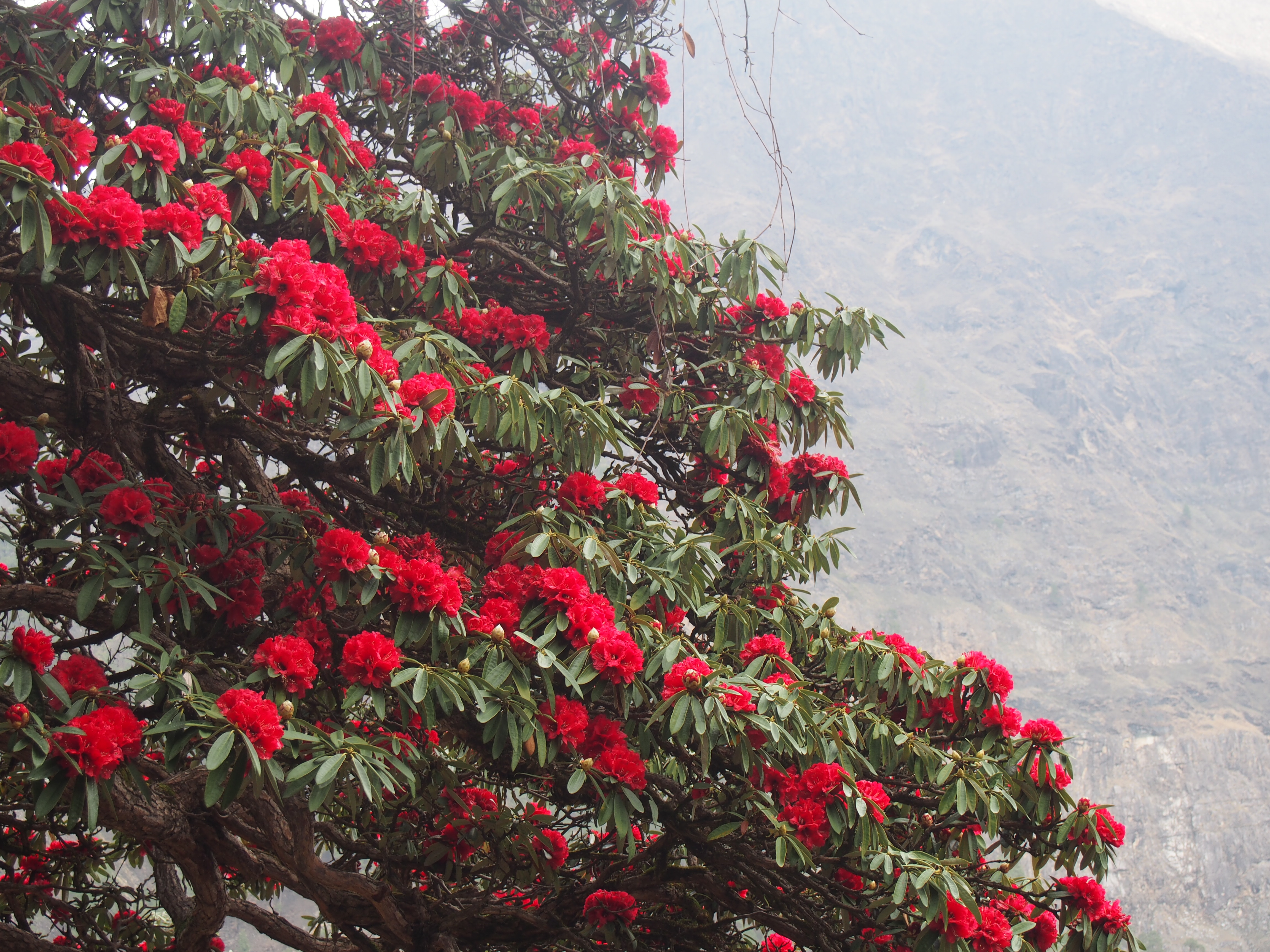 Is trekking a Detox for the Tech addicts? Learn from the Real Adventures of Adi