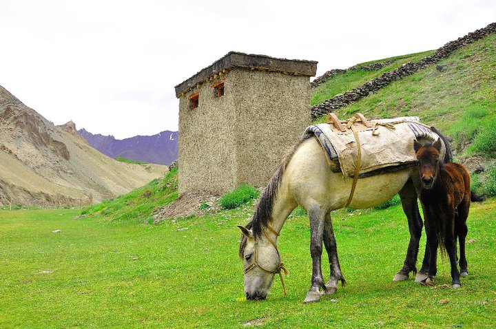 Trek to Stok Kangri (Ladakh)