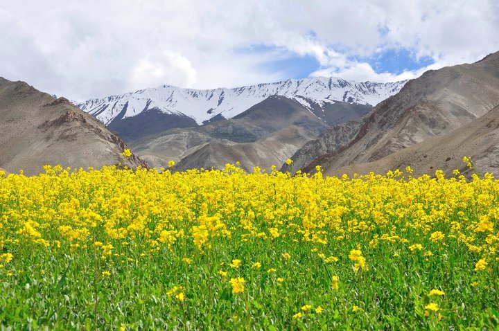 Trek to Stok Kangri (Ladakh)