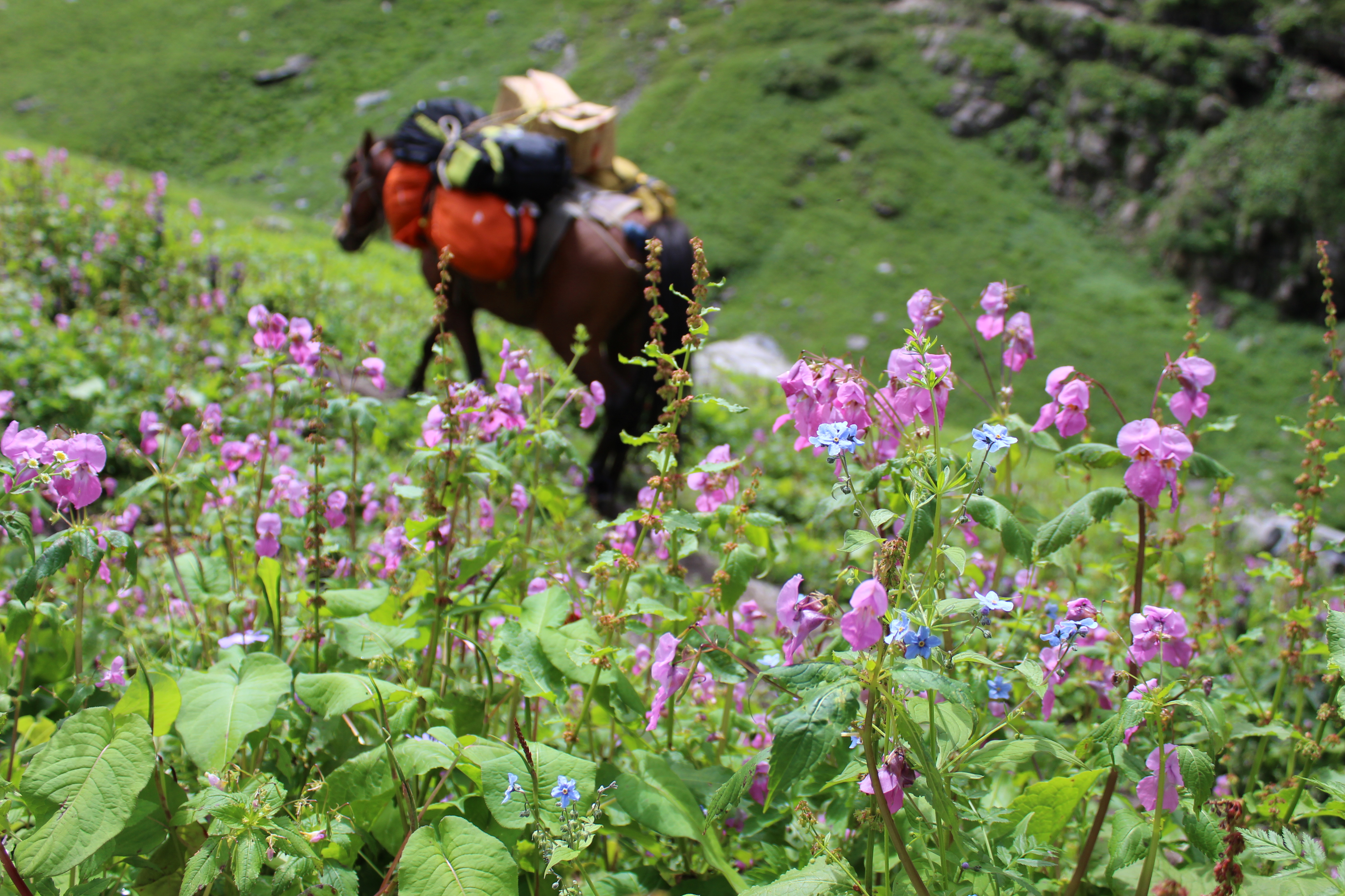 Hampta Pass - A Rendezvous For Men and Mountains