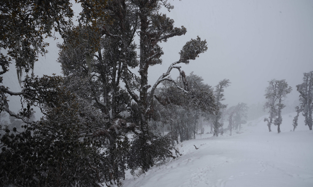 Brahmatal and Its Rise as a Winter Trek