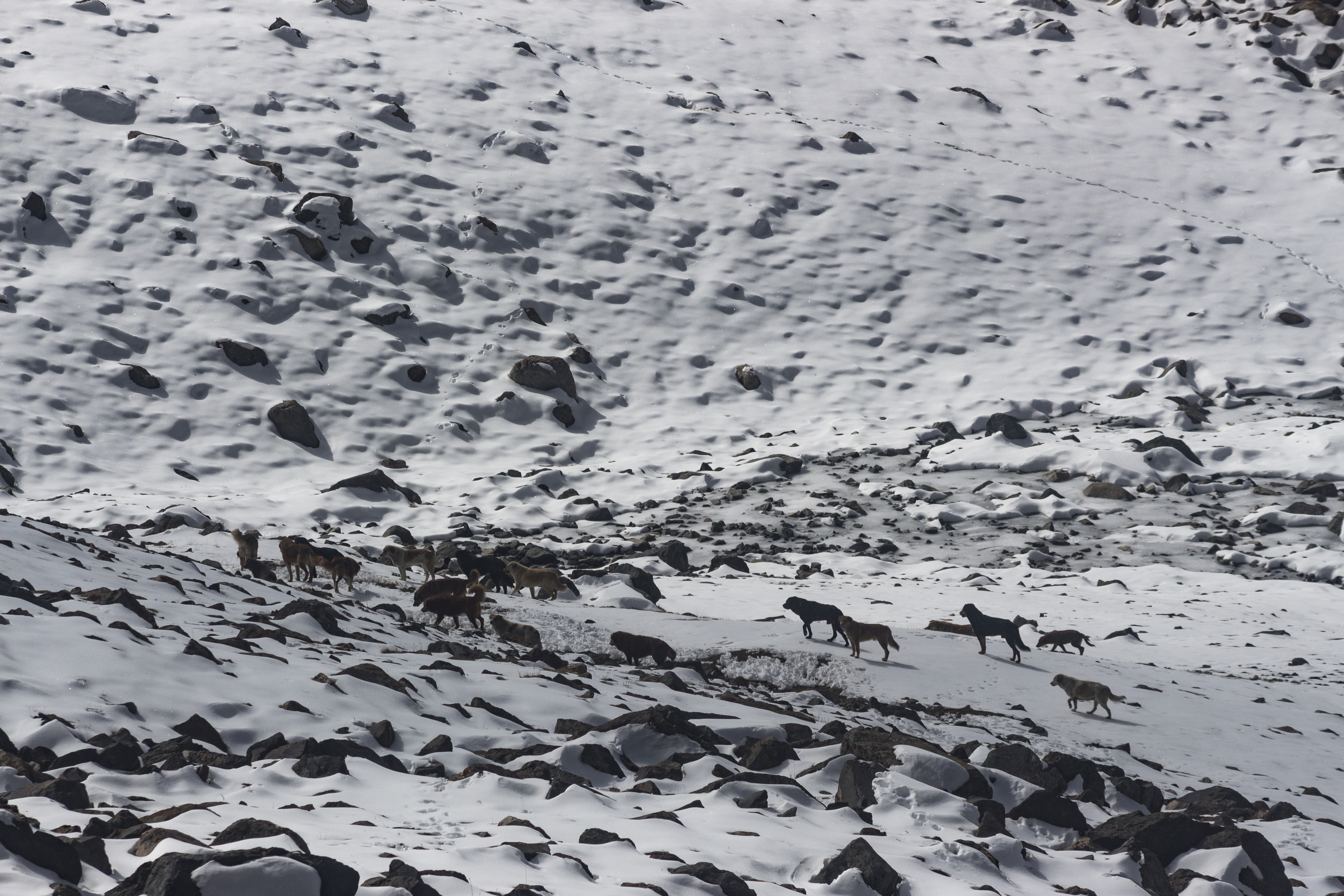 From Leh to Nubra with Wolves