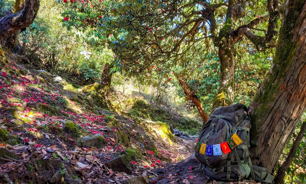 Story of the most underrated trek in Nepal: My Khopra Ridge Journey