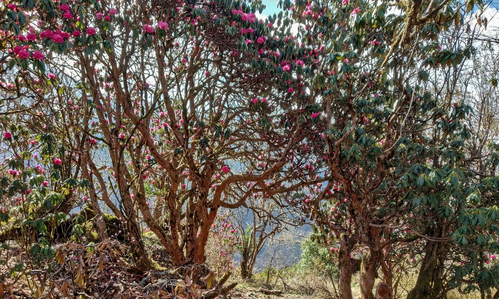Story of the most underrated trek in Nepal: My Khopra Ridge Journey