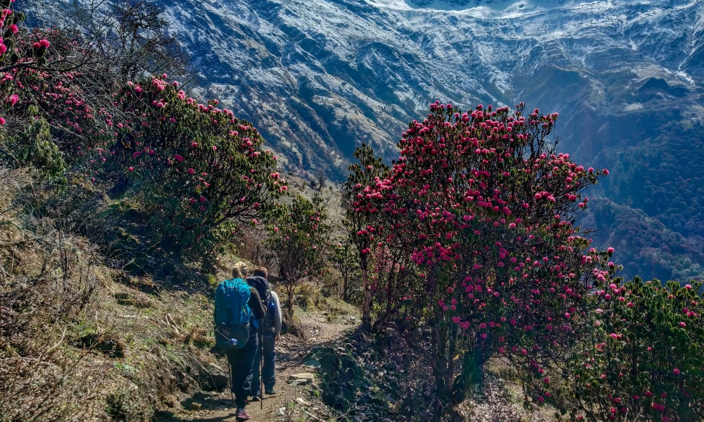 Story of the most underrated trek in Nepal: My Khopra Ridge Journey
