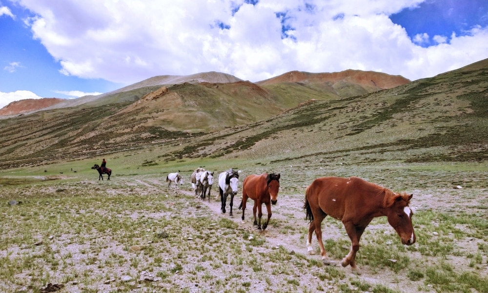 Ladakh's 6 Passes Trek Photo Story