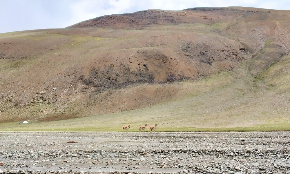 Ladakh's 6 Passes Trek Photo Story