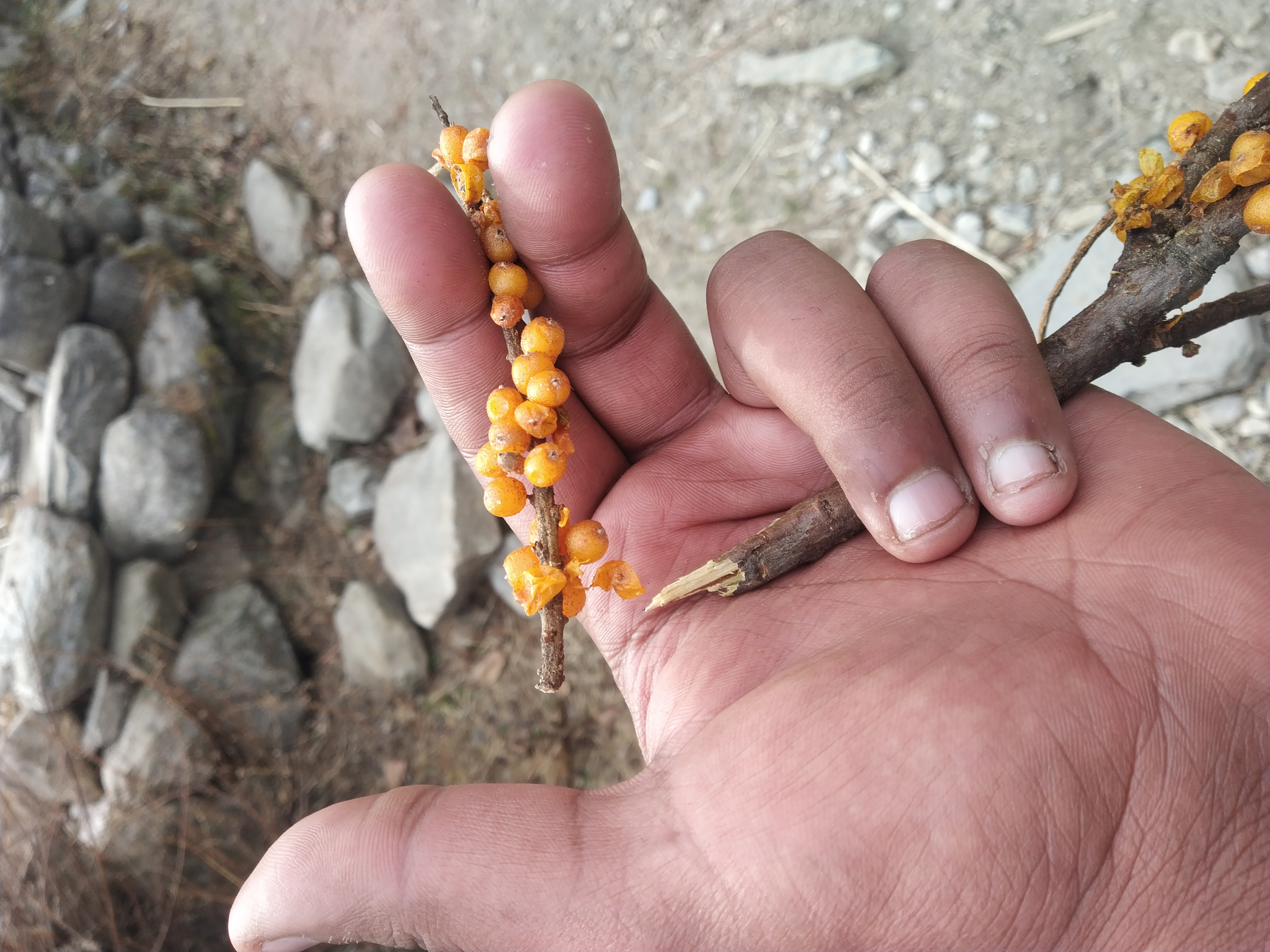 Highlights of Har Ki Dun Trek