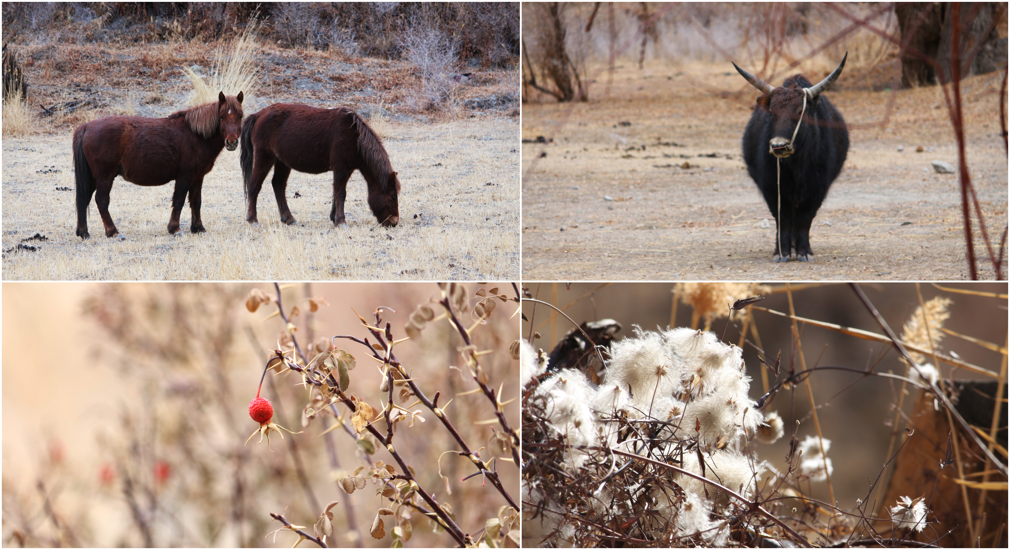 Highlights of Markha Valley Winter Trek