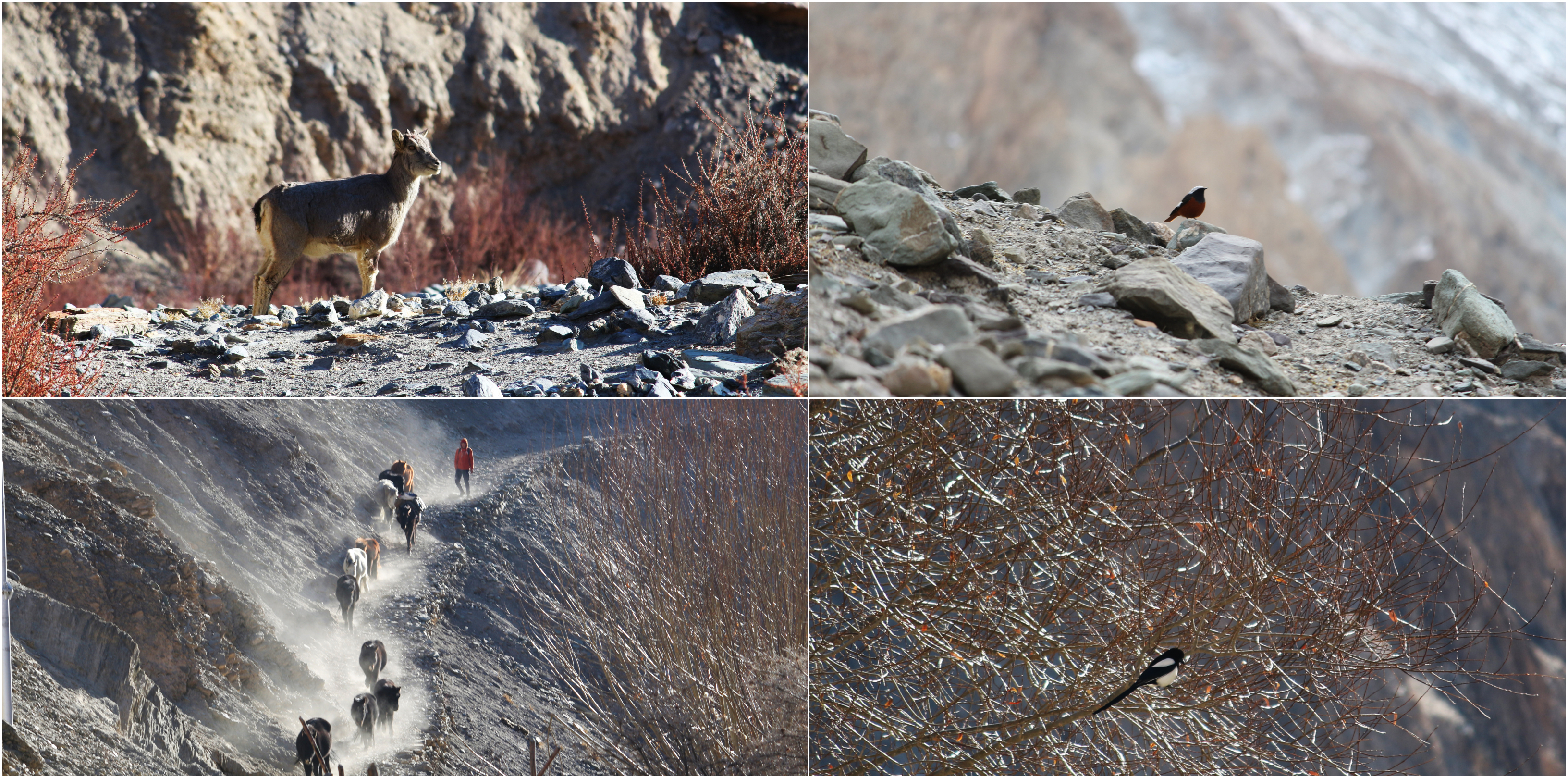 Highlights of Markha Valley Winter Trek