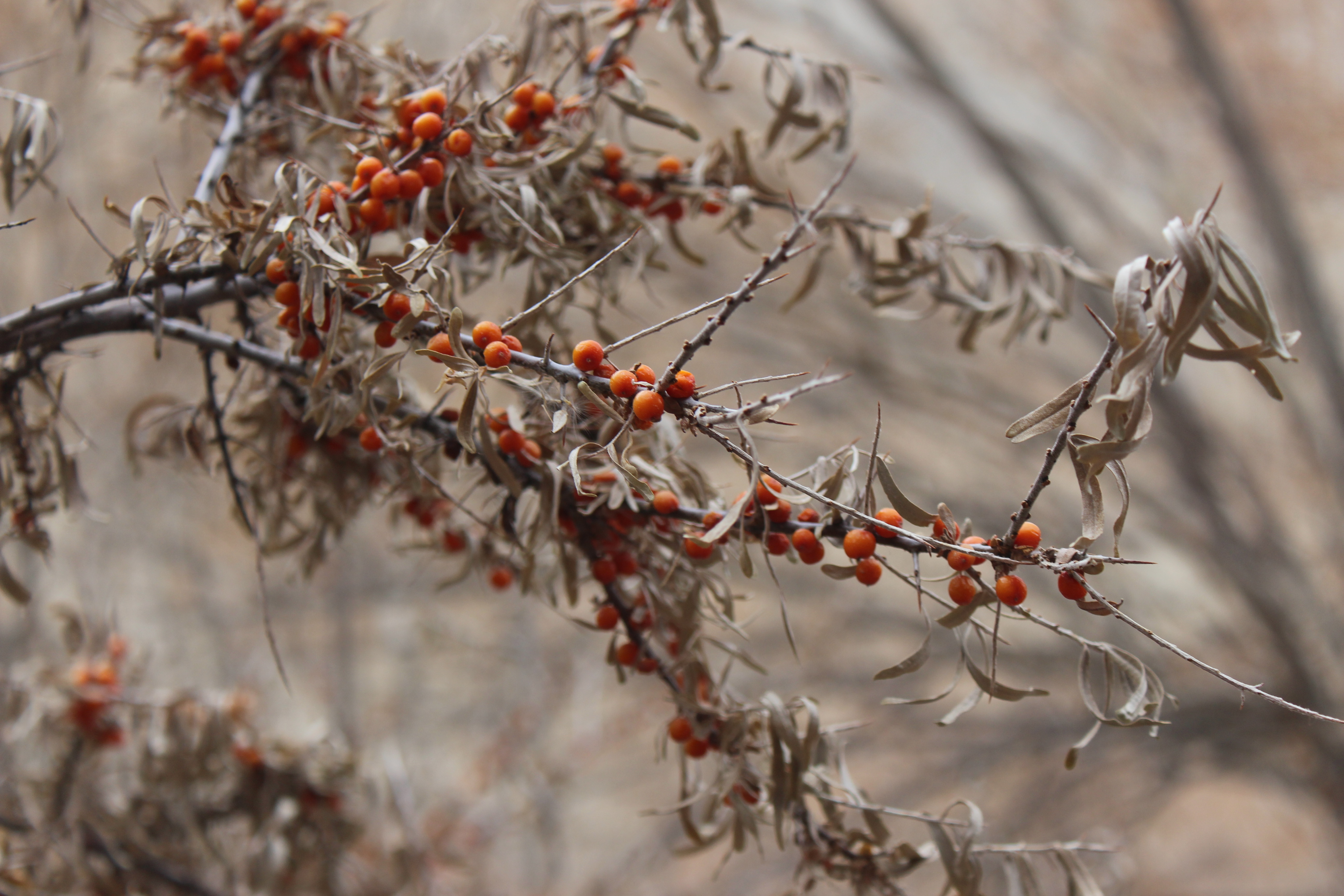 A Visual Ode To Markha Valley Winter Trek