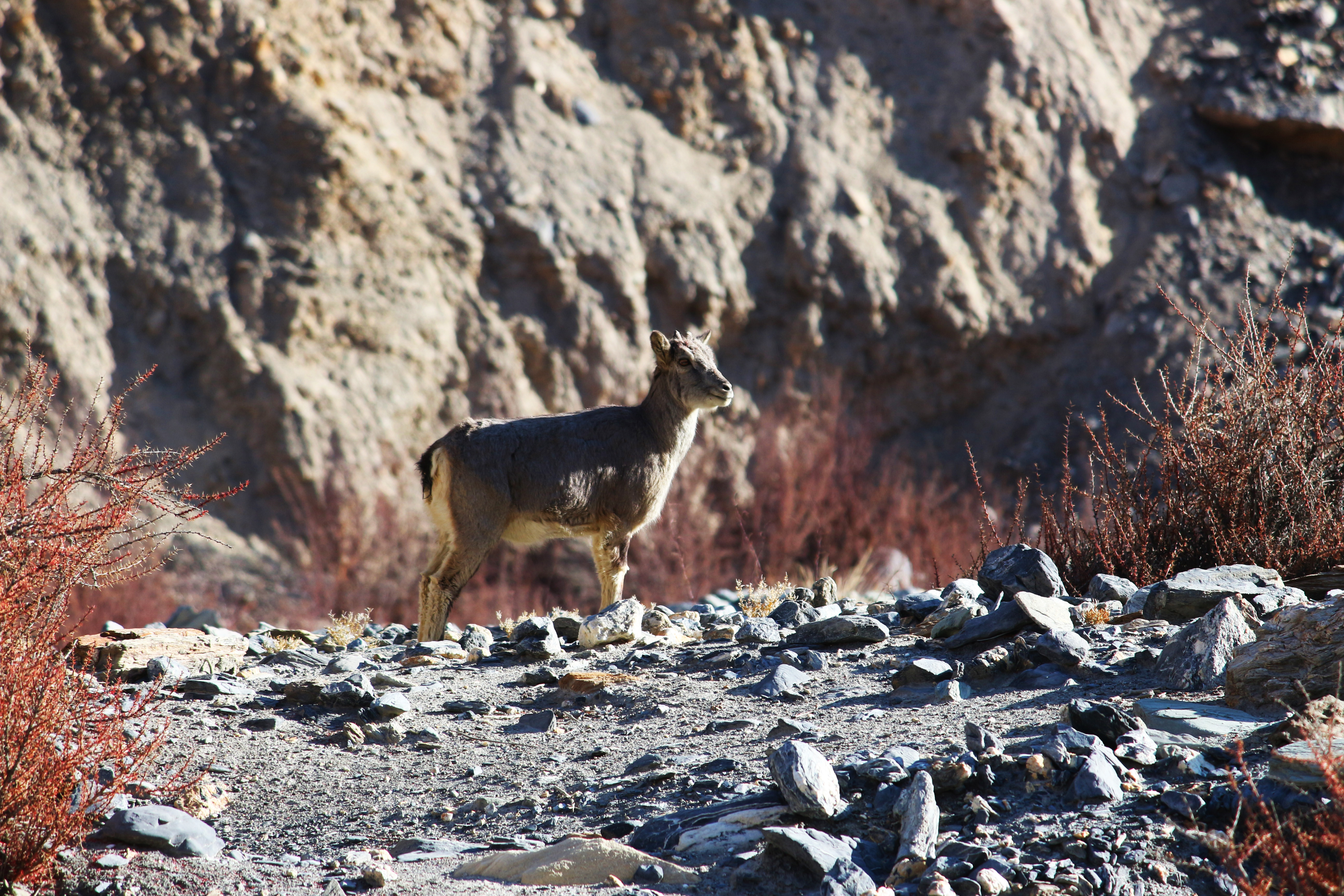 A Visual Ode To Markha Valley Winter Trek