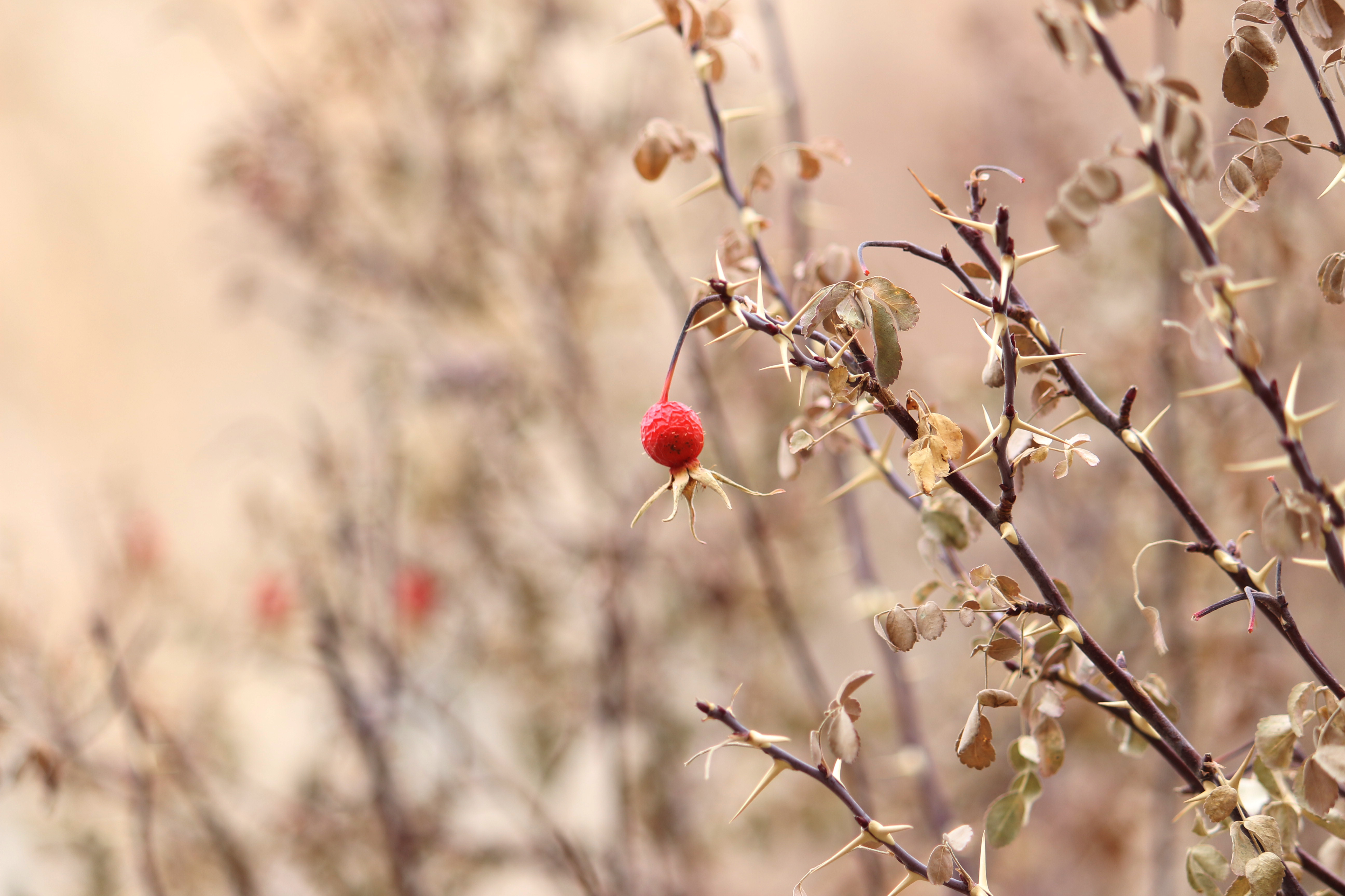 A Visual Ode To Markha Valley Winter Trek