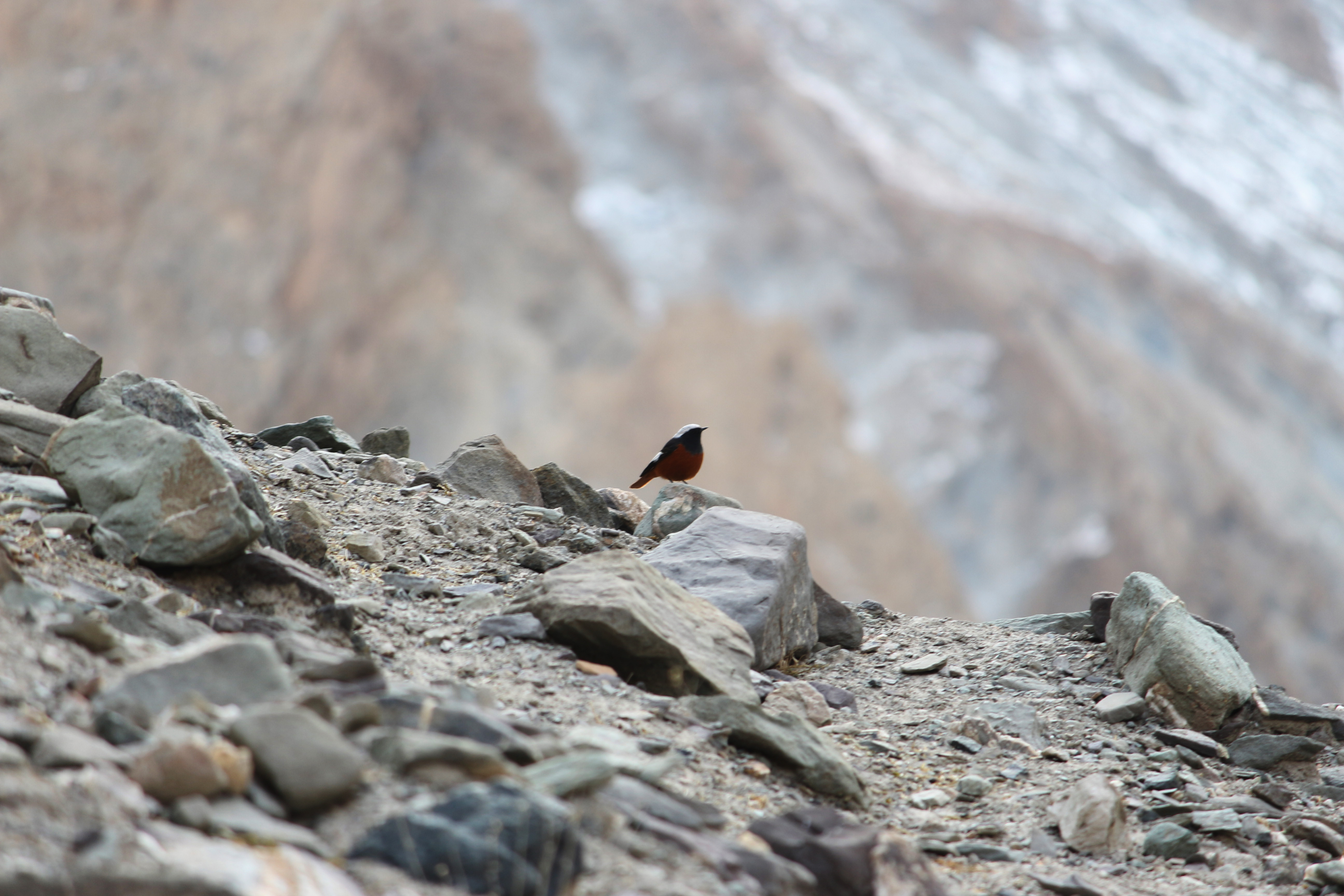 The Flora and Fauna of Markha Valley