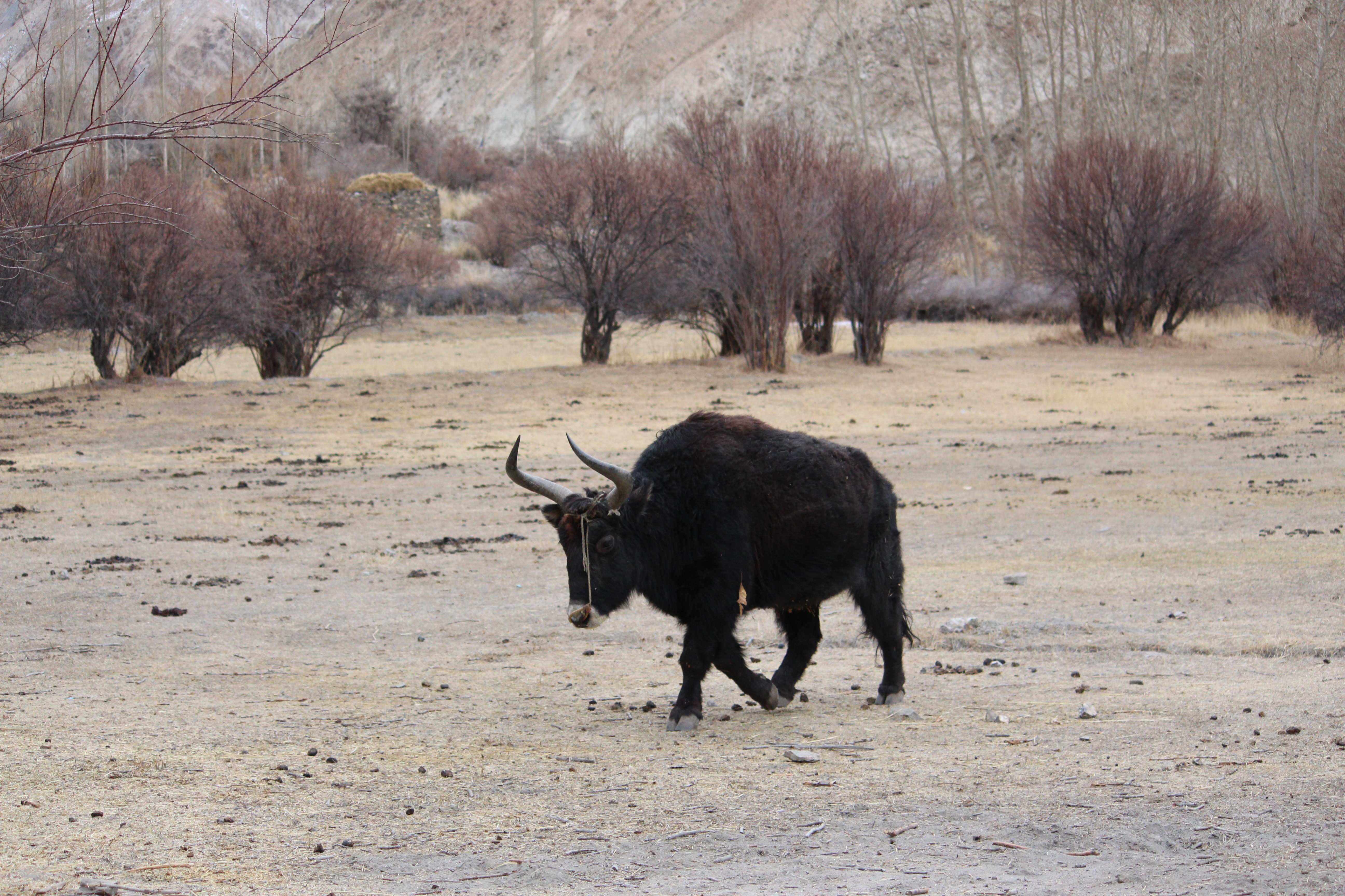 The Flora and Fauna of Markha Valley