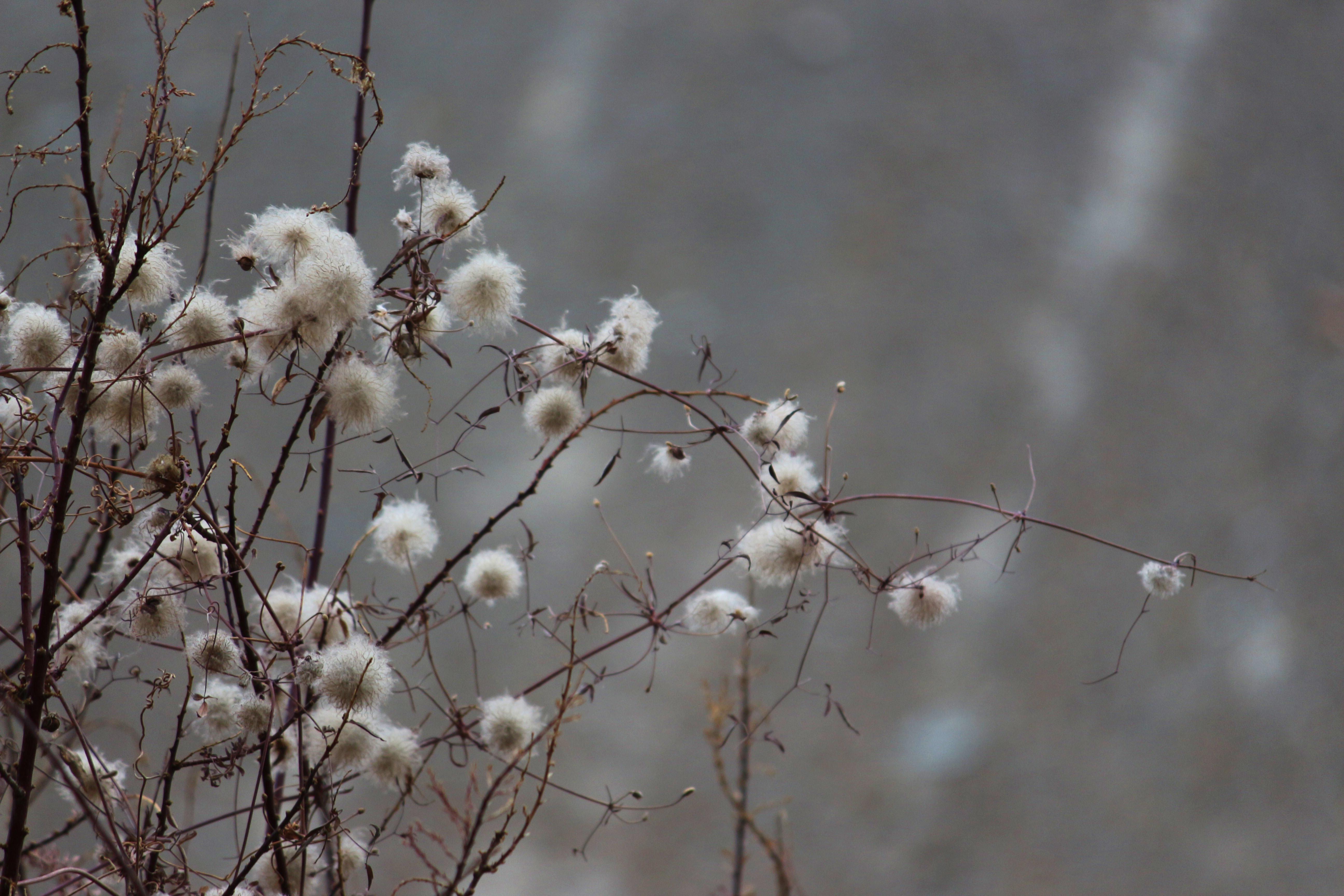 The Flora and Fauna of Markha Valley
