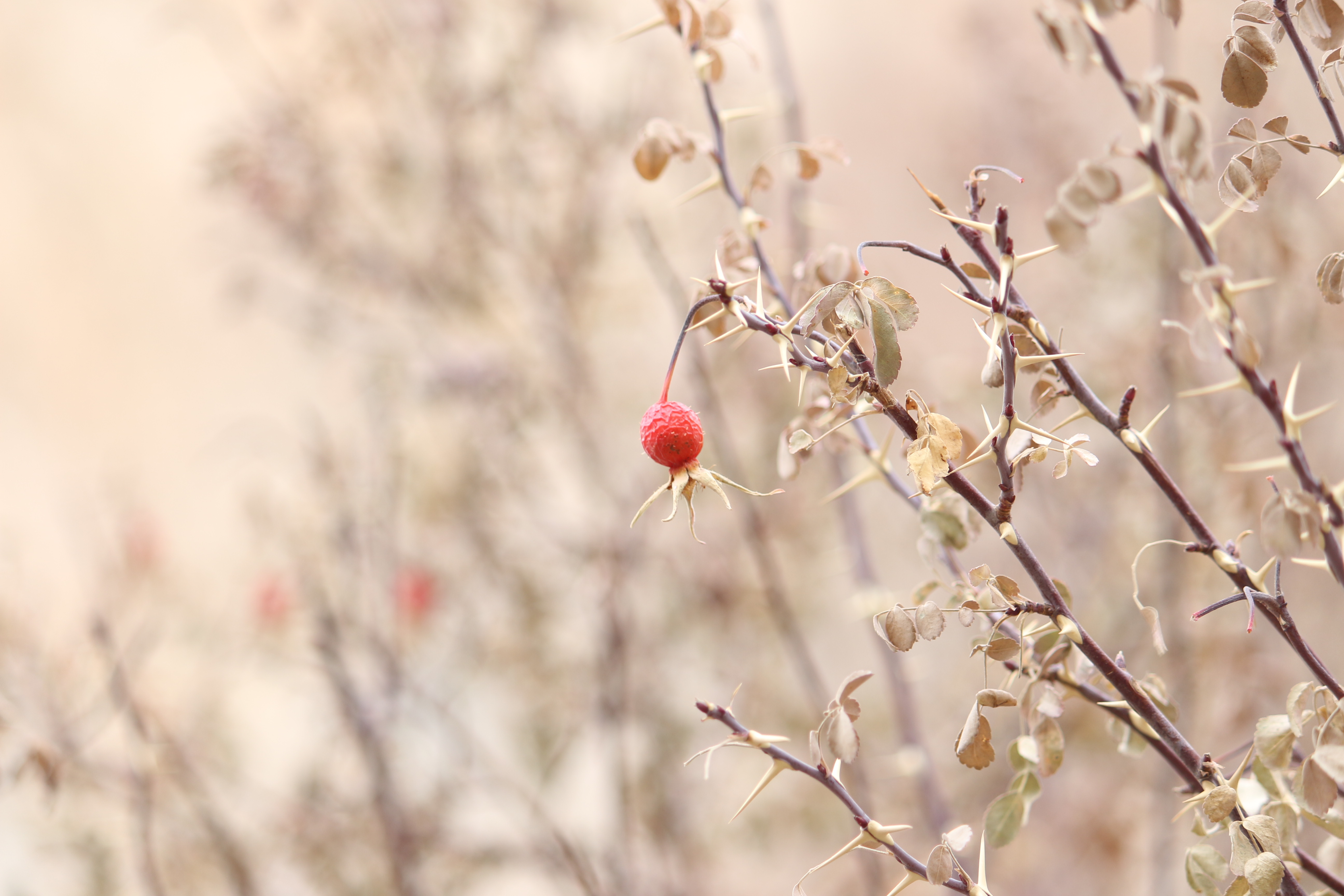 The Flora and Fauna of Markha Valley