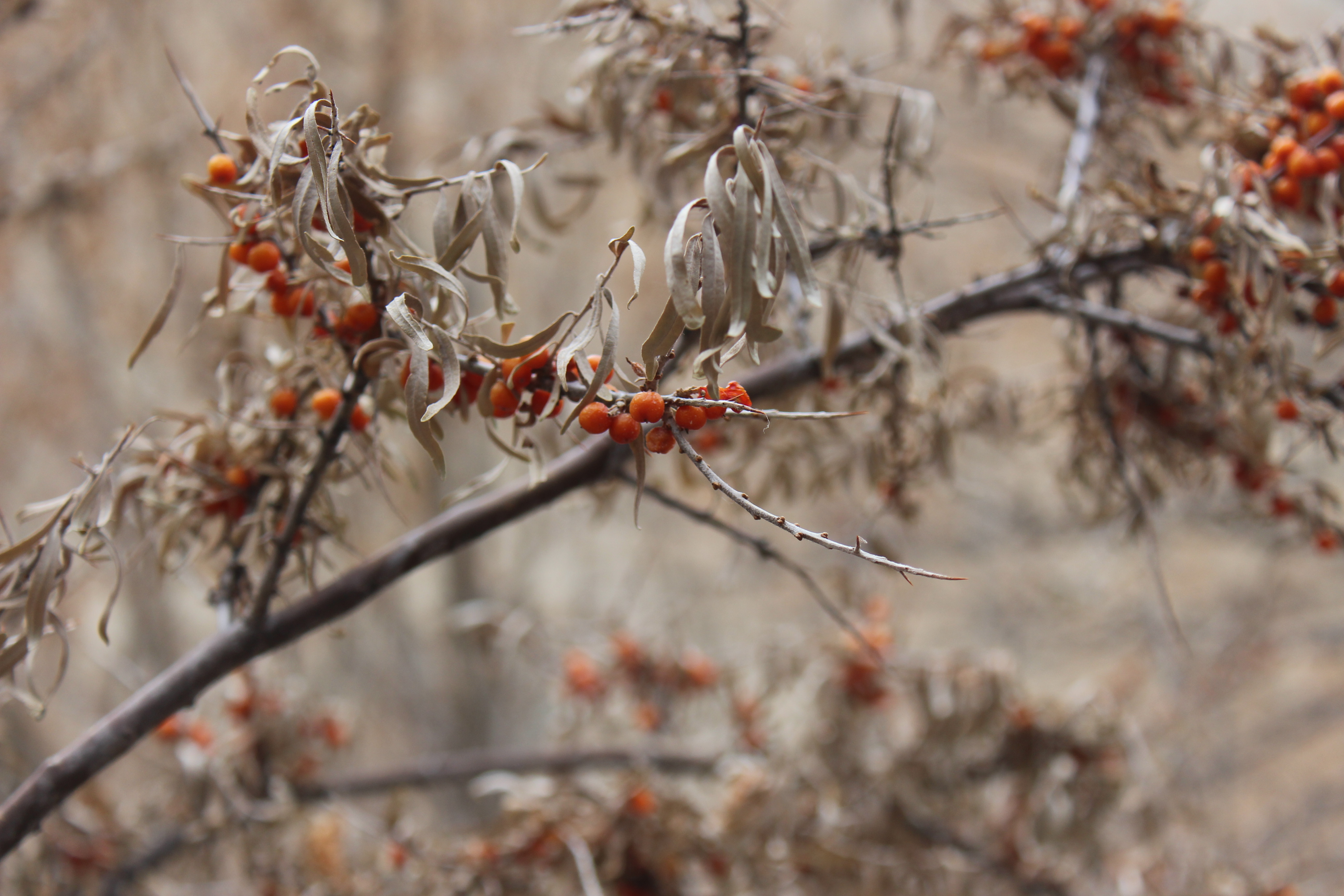 The Flora and Fauna of Markha Valley
