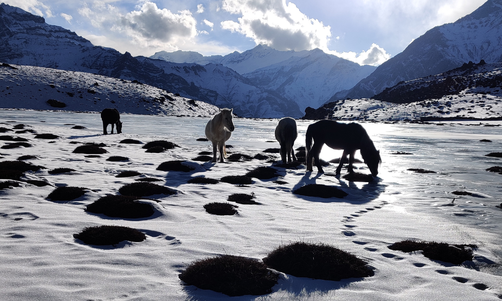 Best Alternatives to Chadar Trek